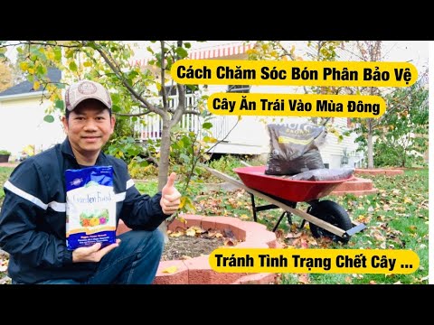 Video: Cấy Mẫu đơn Vào Mùa Xuân đến Một Nơi Khác: Khi Nào Và Làm Thế Nào để Cấy Chúng đến Một Nơi Mới? Có Thể Cấy Mẫu đơn Trước Khi Ra Hoa Không?