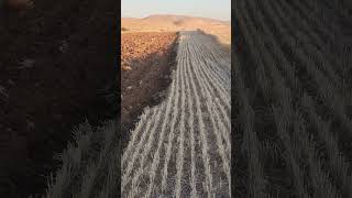 Bi Taraftan Sürüm Bir Taraftan Biçim