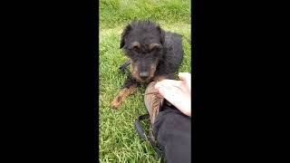 Sophia - Duitse Jachtterriër - Dierenasiel Sint-Truiden