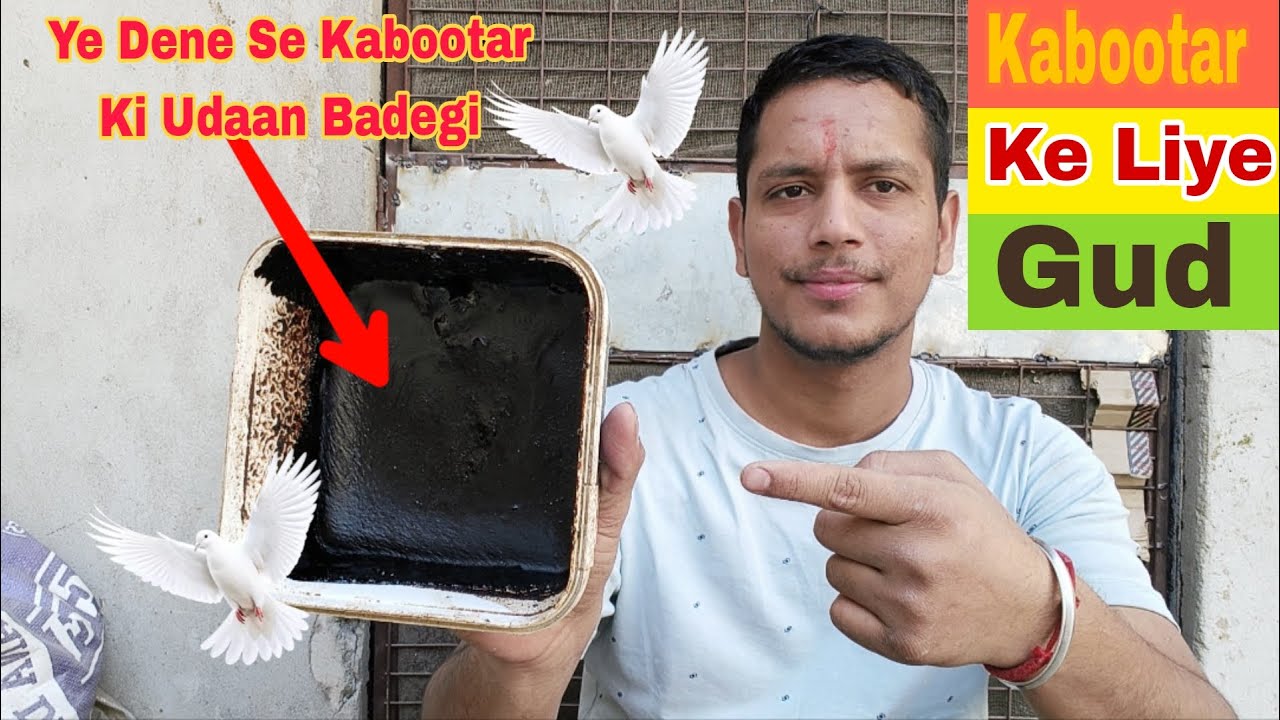 Kabootar Ki Udaan Ke Liye Gud Banane Ka Tarika @AkashDhoundiyal-u1b