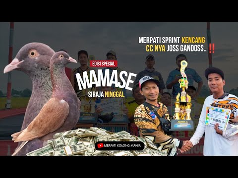 EDISI SPESIAL Merpati Sprint KENCENG CC LOSs dorrr Asal Pekalongan