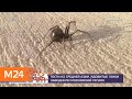 В столичном регионе завелись ядовитые пауки каракурты - Москва 24