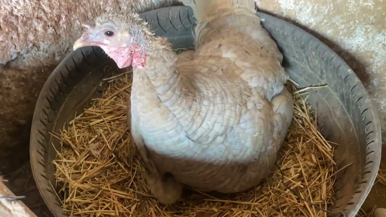 كتاكيت ديك رومي رمادي حصيلة ممتازة من البيض