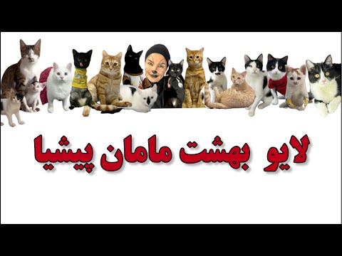 لایو بند بازی آقا بلال