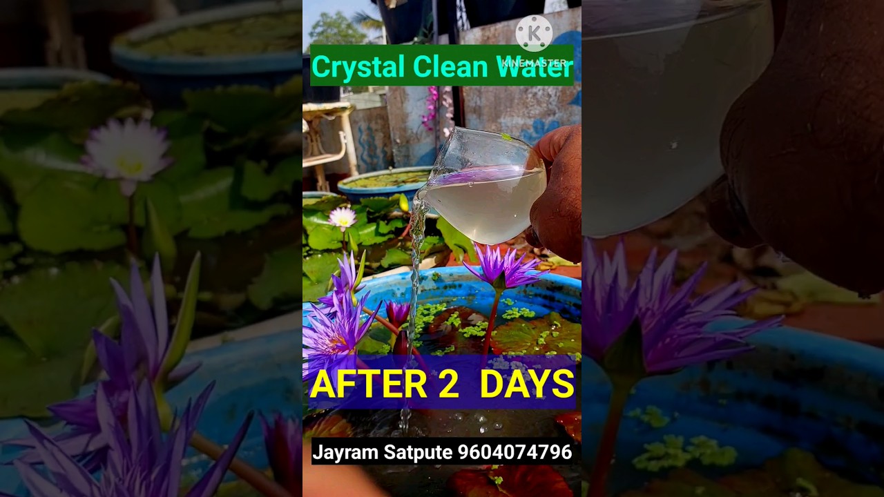 How to get crystal clean water within Two days. How to control Algae