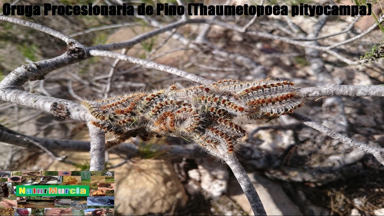 Oruga Procesionaria de Pino (Thaumetopoea pityocampa) - YouTube
