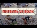 Питбуль против волка видео