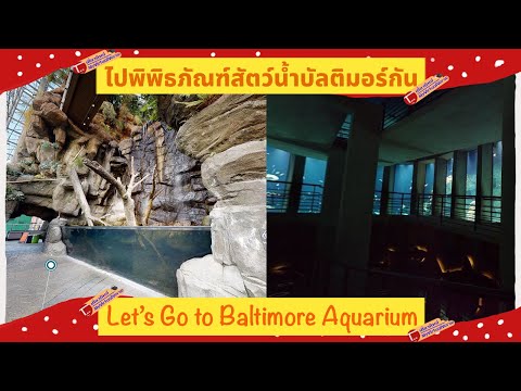 วีดีโอ: พิพิธภัณฑ์สัตว์น้ำแห่งชาติในบัลติมอร์: คำแนะนำ ทัวร์ และดีล