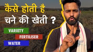 MP में चने और चनी की खेती कैसे होती है ?🔥🌱काबुली चना खेत में कैसे उगती है Gram Farming in India 🇮🇳