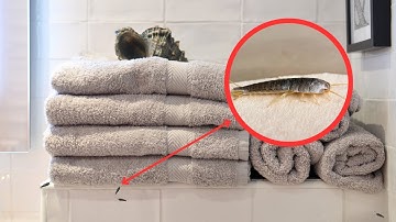 Fastest way to get rid of silverfish in bathroom. One spoon will solve it
