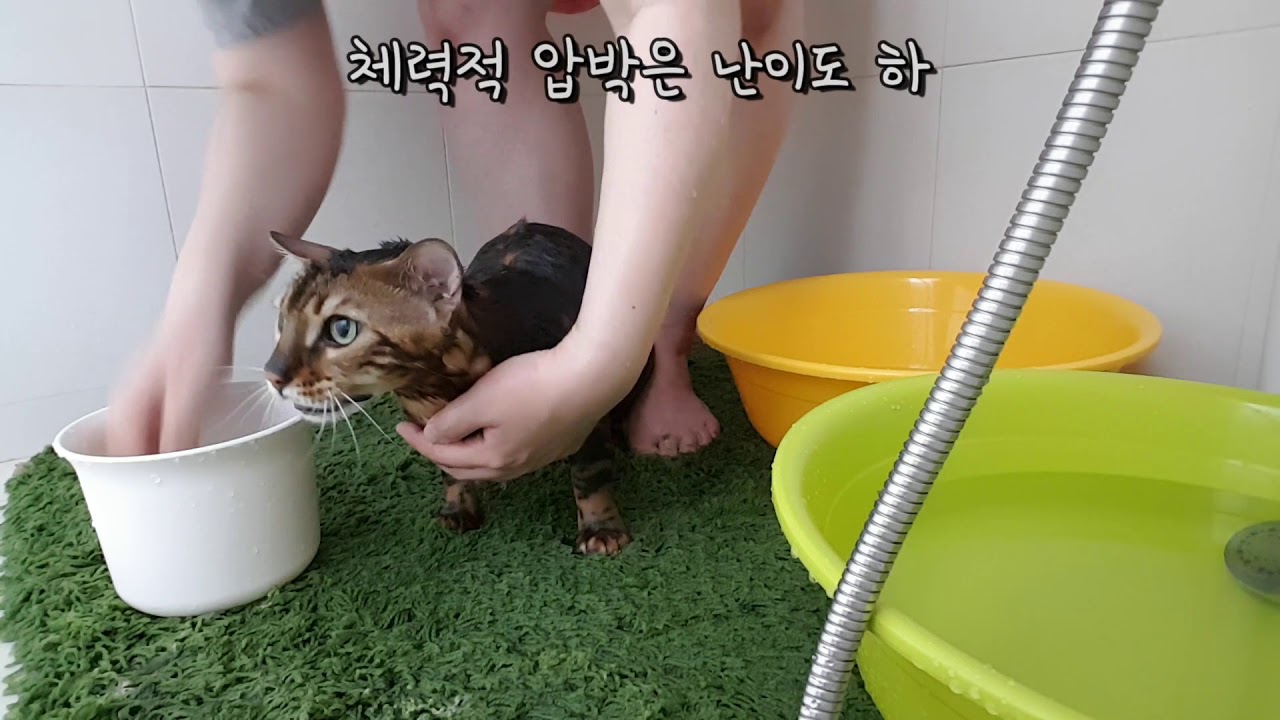 목욕중 대성통곡 벵갈 고양이 / Cat crying out in the bath YouTube