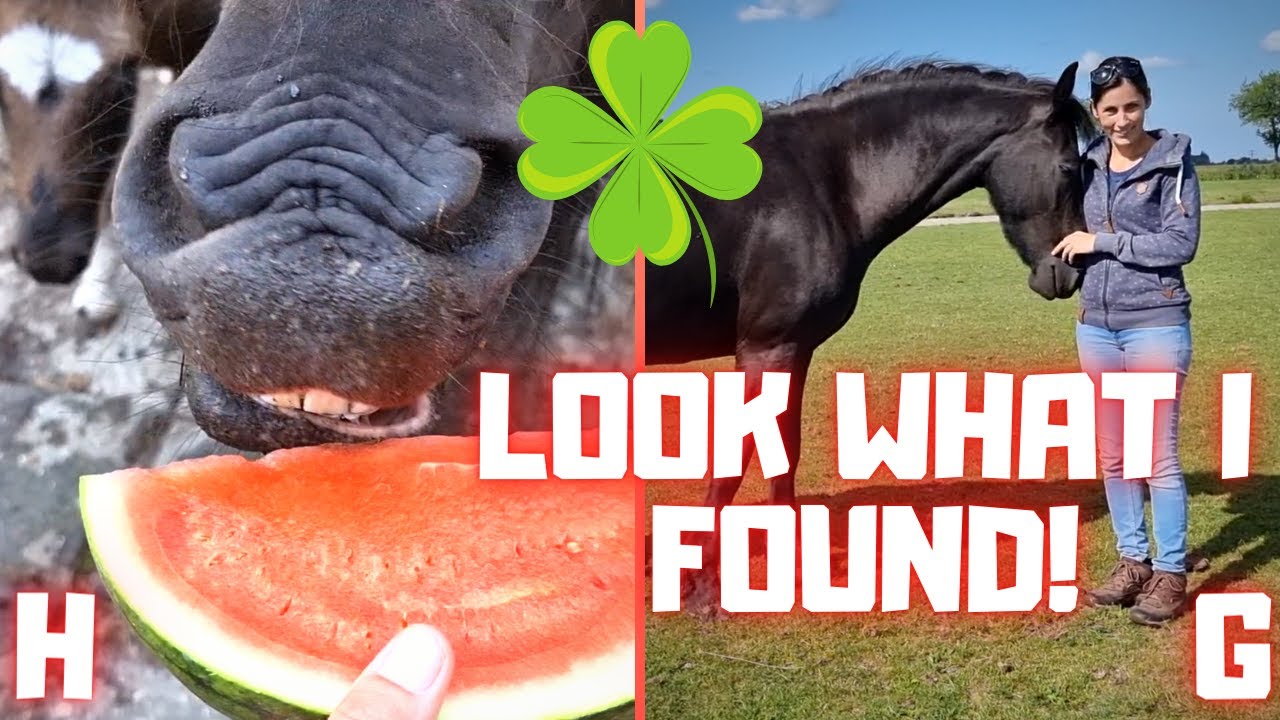 Look what I found! 😱 Watermelon for the ponies The horses are in the