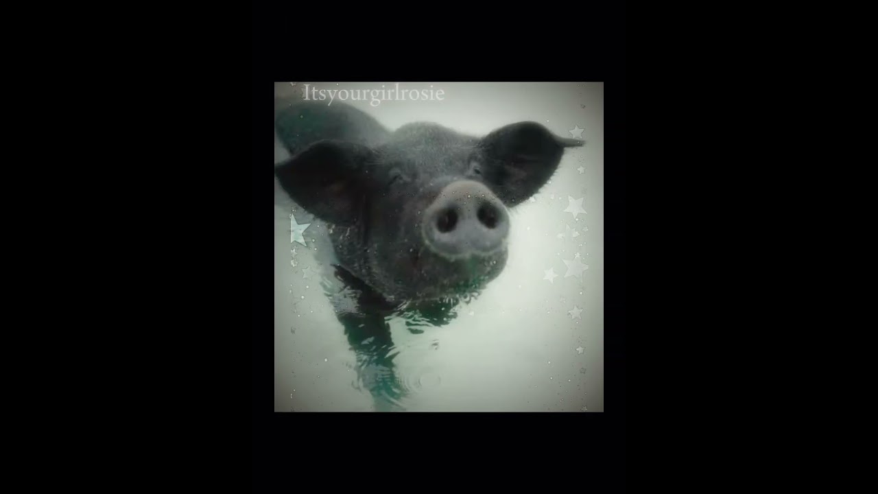 5k so I can get pj?? 