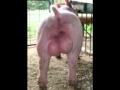 Pig Swinging Balls