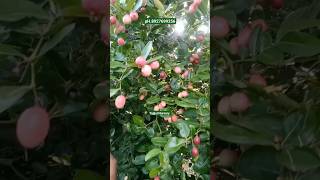 Carissa Plant Available Hai