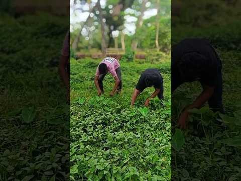 wait and see 🤣😂#viral #funny #shorts