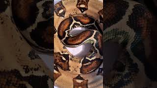 🐍 💚 1.0 Boa Constrictor Imperator Max Caramel Pink (CB 2014) #BCI #snake #snakes #boaconstrictor
