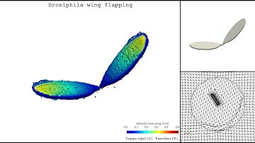 Drosophila wing flapping