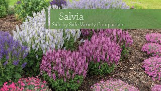 Salvia Variety Comparison | Walters Gardens