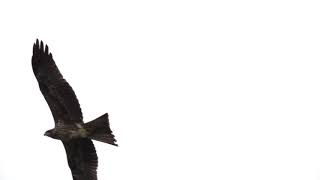 Eagle Stock Video Footage|| Free Video of Eagle|| Lord Krishna TV screenshot 5