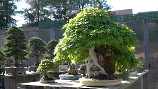 Peter Tea's Bonsai garden