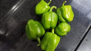 झटपट बनवा सिमला मिरचीचे लोणचे ! capsicums pickle recipe in Marathi - Yummy Diaries