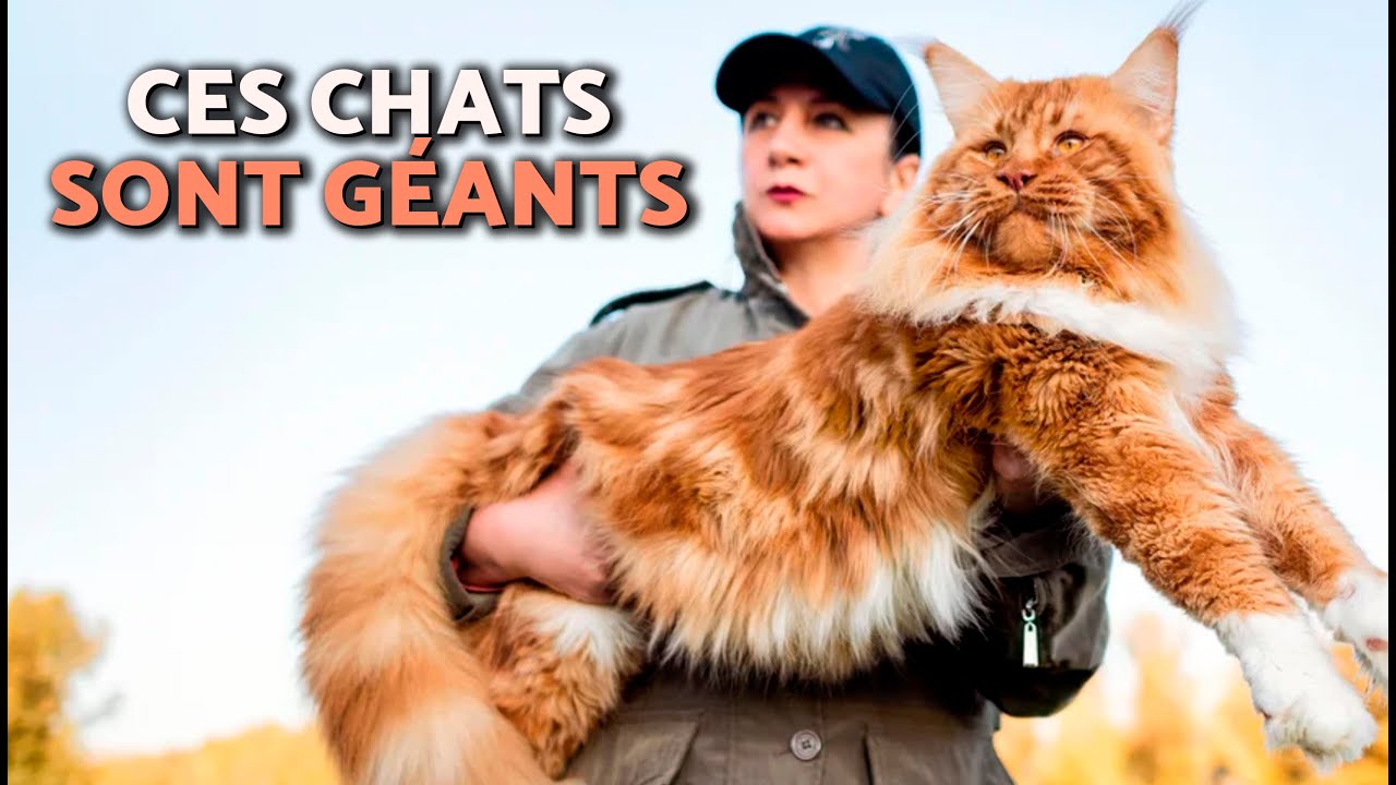 10 PLUS GRANDES RACES DE CHATS au monde 🙀 Découvrez les CHATS GÉANTS !