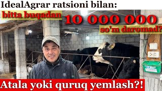: Ulug'bek aka Namangan: IdealAgrar ratsioni bilan buqa boqish #idealagrar #chorva #buqaboqish #buqa