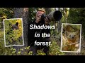 Photographing Black Bears & other wildlife in the forest. How I find wildlife, a surprise encounter.