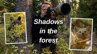 Photographing Black Bears & other wildlife in the forest. How I find wildlife, a surprise encounter.