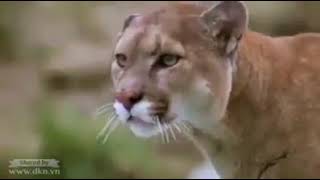 ده لو مخرج جاب اسد ودب  واتعاقد معاهم  مش هيطلع بالشكل ده screenshot 4