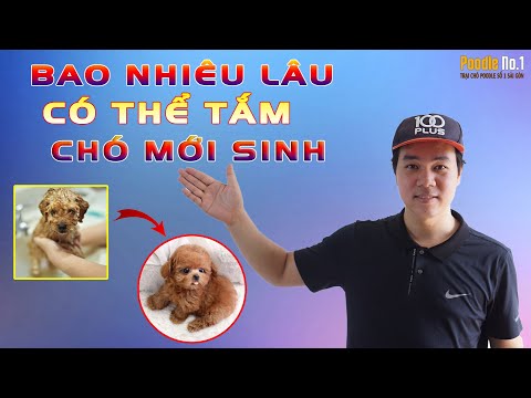 Video: Cách massage cho chó của bạn