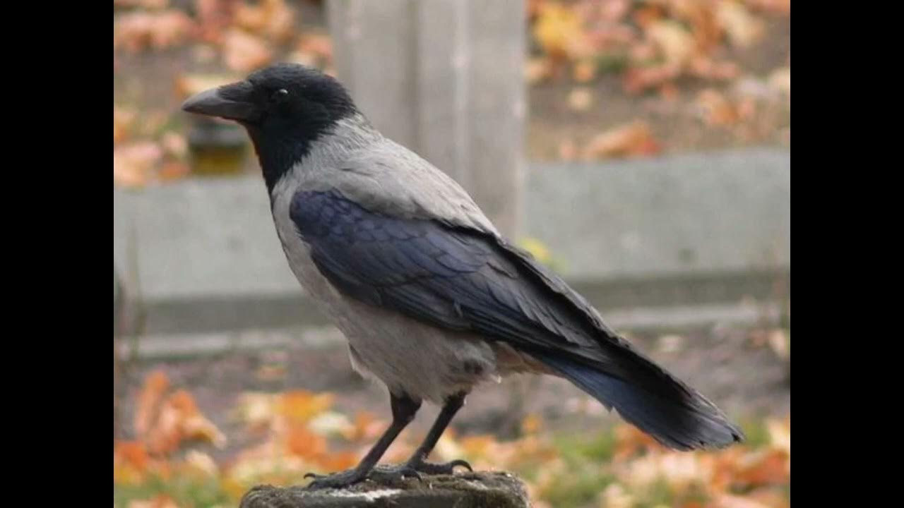 Птицы ворона для дошкольников