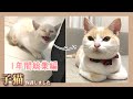 【拾い猫】1歳になってくれた君への手紙