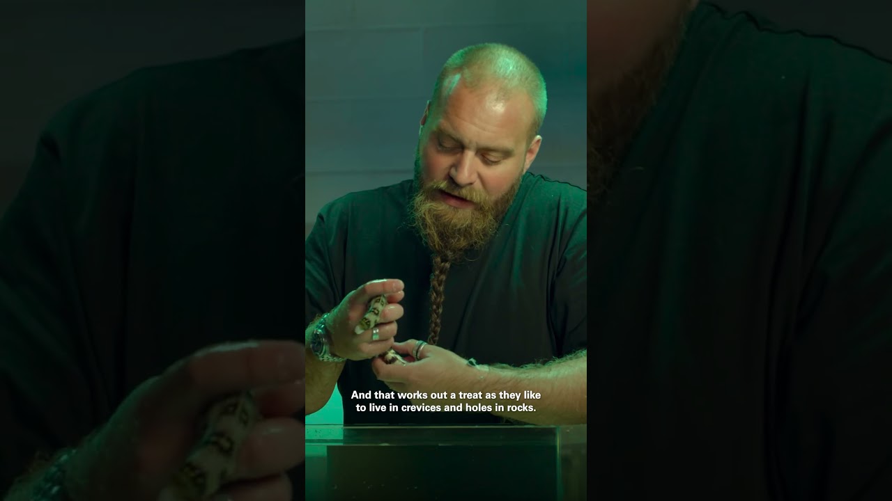 This EEL has a SECRET WEAPON! 