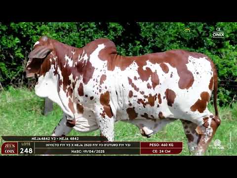 LOTE 248