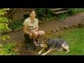 Backyard Garden Dog Bed Raised With Small Ideas Grass For And