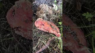 Ants Vs. Chicken (Day 4) #insects #food #bug