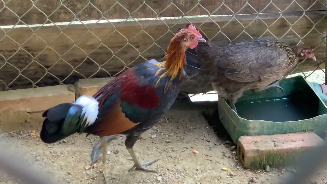 Gà rừng sắp vào mùa rồi, gà đẹp 