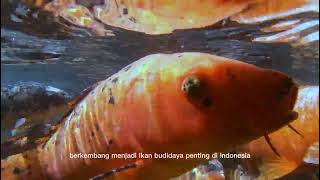 ASAL USUL IKAN MAS