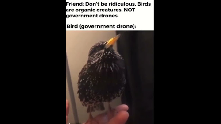 Berd Bot