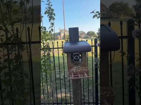 Absolutely Awesome Wyzebirdfeedercamera Must See This KahlaDeals Kahlatech 