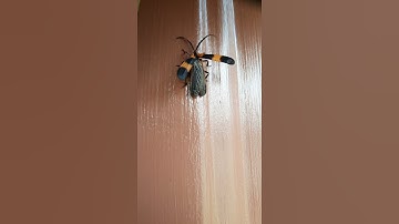 Banded Net-winged Beetle