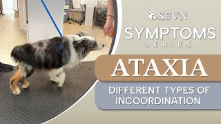 Different Types of Incoordination (Ataxia) and What They Mean