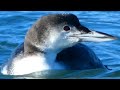 Common loon bird diving, swimming, eating