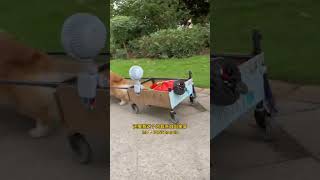 The Corgi Picking Up Uber Eats  #cute #doglove #uber