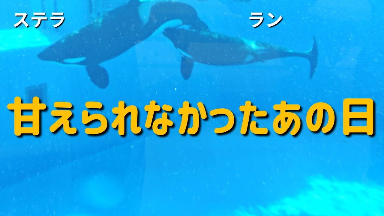 たくさんの傷も癒えて … ラン   神戸須磨シーワールド