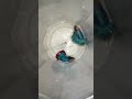 lucky draw conduct chestunna  group lo join avvandi mawa #trending #fishkeepinghobby #shorts #viral