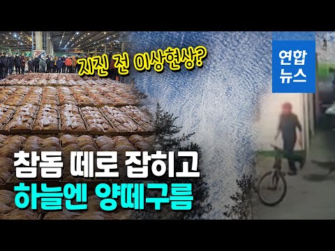 &amp;quot;어제 하늘도 이상했다&amp;quot;…&amp;#39;지진 전 이상현상&amp;#39; 주장에 학계는? / 연합뉴스 (Yonhapnews)