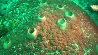 Corals Reefs: Underwater Video at Looe Key in the Lower Florida Keys (1988 to 2019)